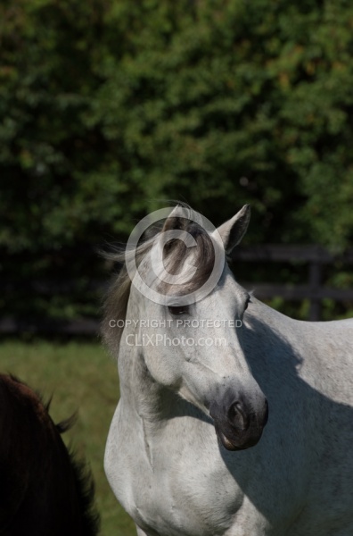 Connemara Mare Portrait, Century Hill's Maid in Realta