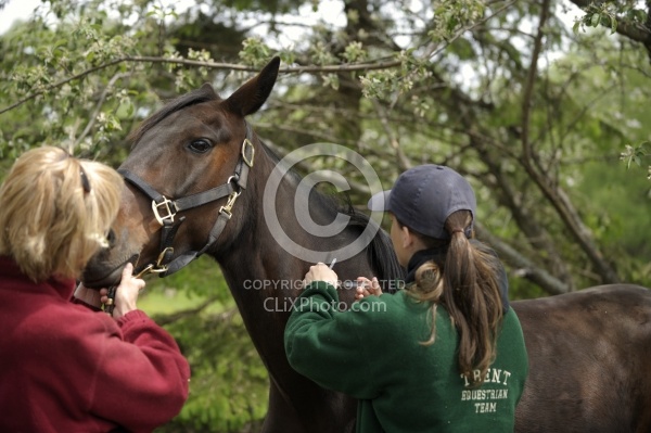 Vet Giving Vaccinations