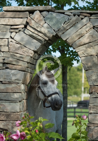 Connemara Mare Portrait, Century Hill's Maid in Realta