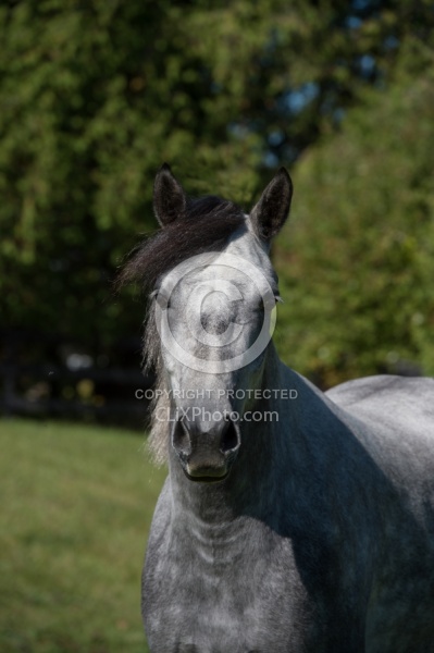 Connemara Gelding Portrait, Century Hill s Hazy Westleigh