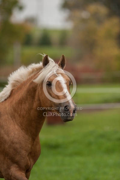 Connemara Stallion Portrait, Jump 4 Joy's Windy Isles Court Jester