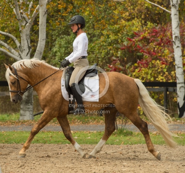 Connemara Stallion Under Saddle,