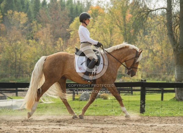 Connemara Stallion Under Saddle,