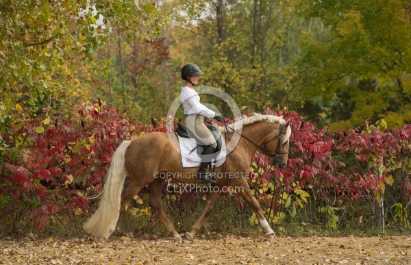 Connemara Stallion Under Saddle,