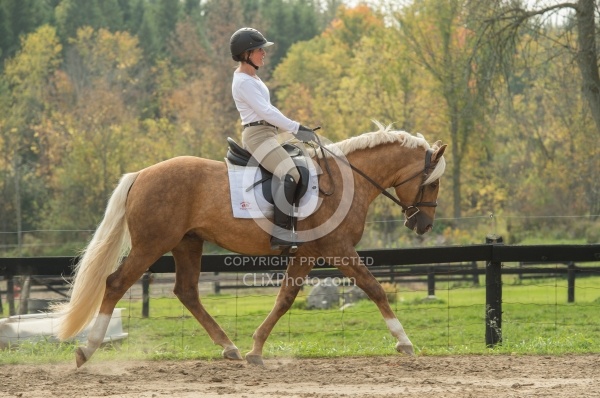 Connemara Stallion Under Saddle,