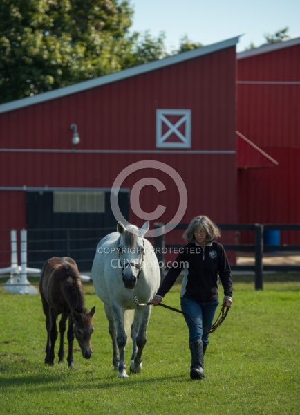 Leading Connemara Mare and Foal, Century Hill Farm
