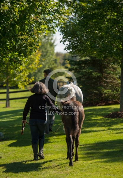 Leading Connemara Mare and Foal, Century Hill Farm