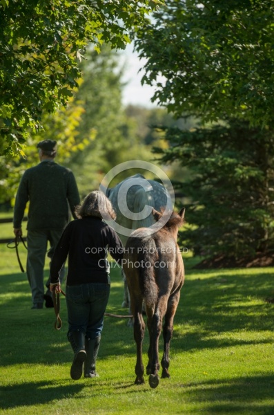 Leading Connemara Mare and Foal, Century Hill Farm