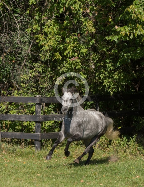 Connemara Free Running, century Hill s Hazy Weastleigh