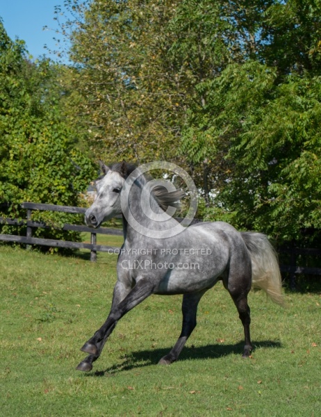 Connemara Free Running, century Hill s Hazy Weastleigh
