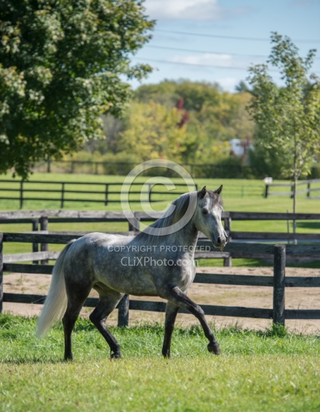 Connemara Free Running, century Hill s Hazy Weastleigh