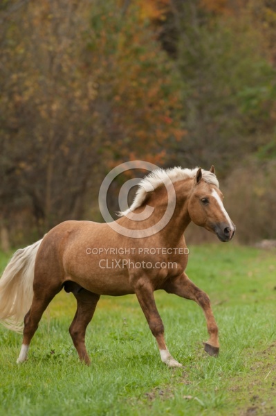 Connemara Stallion Free Running Vertical