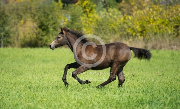 FConnemara Filly Free Running, Century Hill's Hazy Pearl
