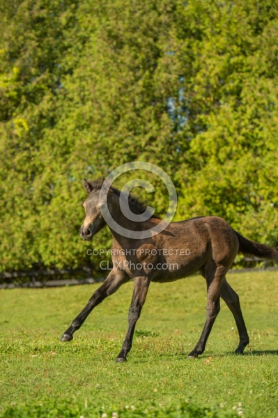Connemara Filly Free Running, Century Hill's Hazy Pearl
