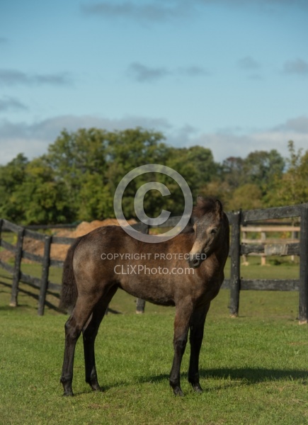 Connemara Filly Conformation, Century Hill's Hazy Pearl