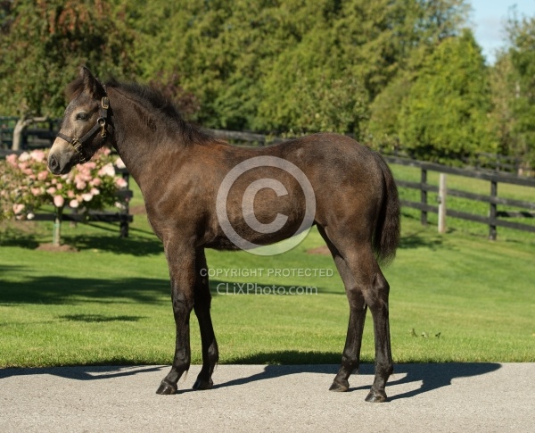 Connemara Filly Conformation, Century Hill's Hazy Pearl