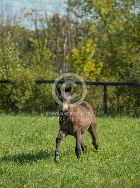 Connemara Filly Free Running, Century Hill's Hazy Pearl