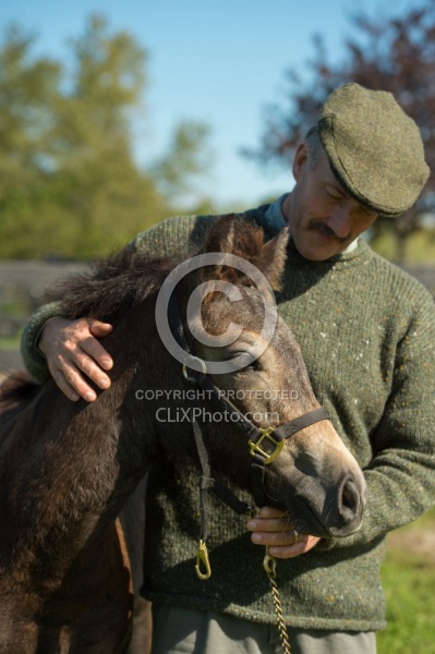 Connemara Filly Getting a Halter put on , Century Hill s Pearl
