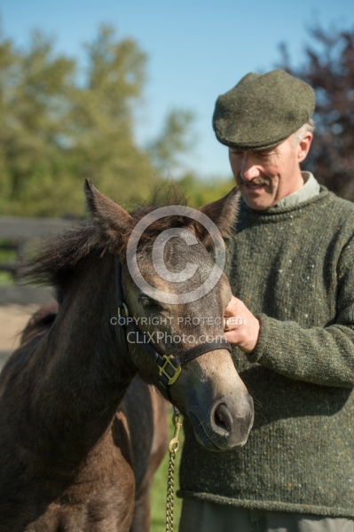 Connemara Filly Getting a Halter put on , Century Hill's Pearl