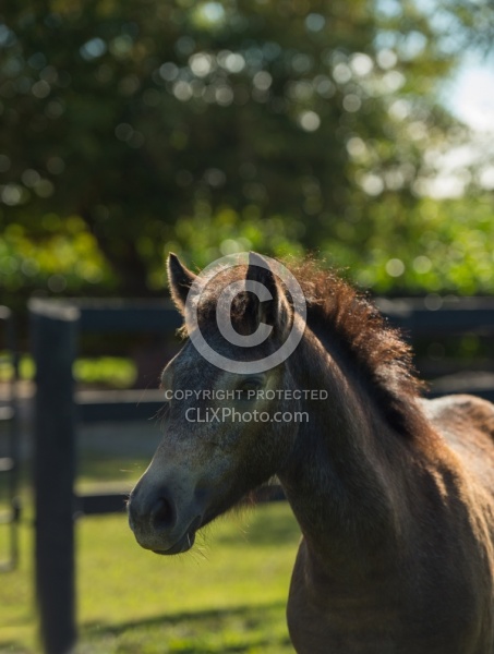 Connemara Filly Portrait ,Century Hill s Pearl