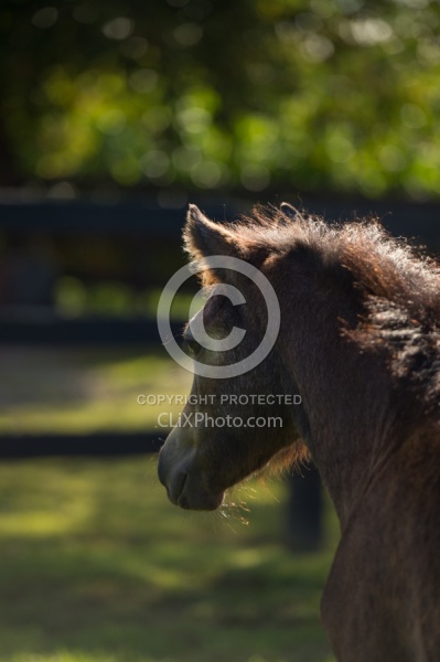 Connemara Filly Portrait ,Century Hill s Pearl