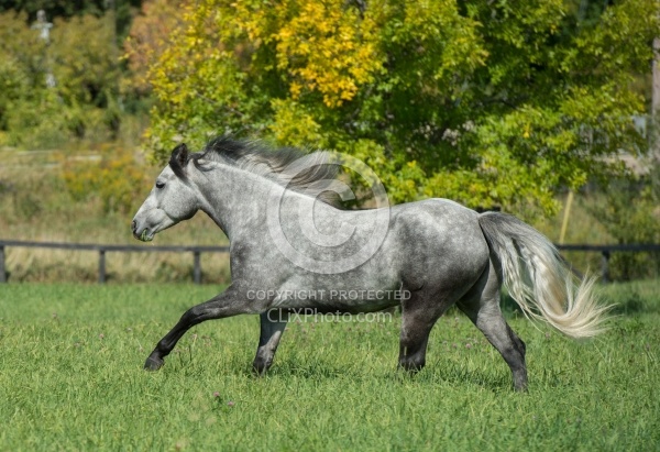 Connemara Free Running Horizontal, ,Century Hill's Hazy Westleigh,