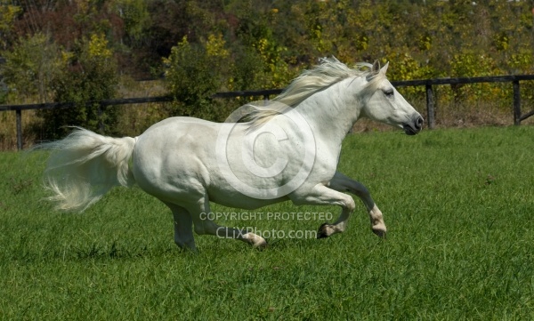 Connemara Mare Free Running Horizontal ,Century Hill's Maid IN Realta,